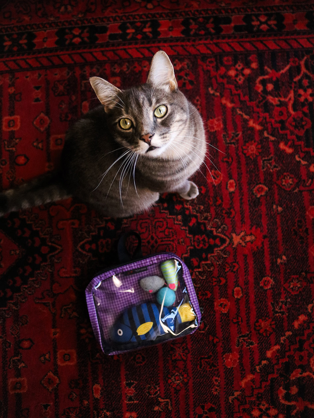 visible lifestyle^^Double Clear Organizer Cube with toys in it on a red rug beside a cat