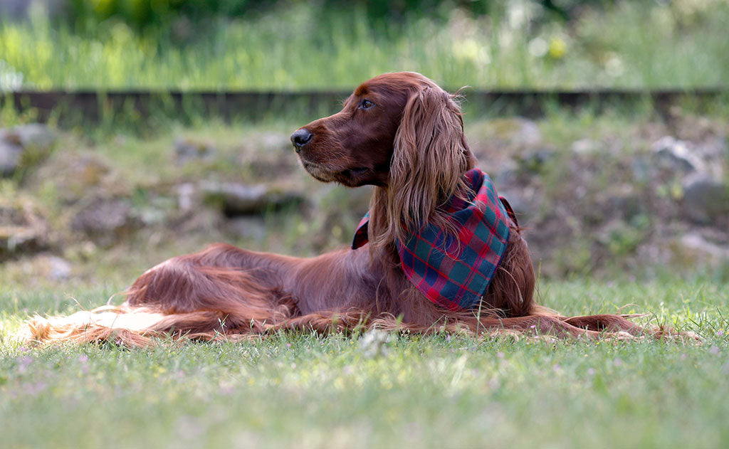 lifestyle visible^^The Shepherd's Wool Utility Cloth being used as a bandana on a dog.